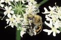 trichius rosaceus